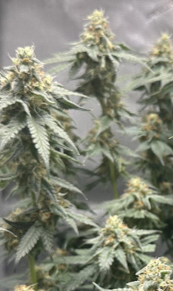 Moroccan Peaches THCa