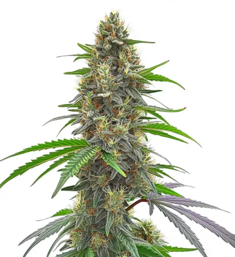 Permanent Marker THCa