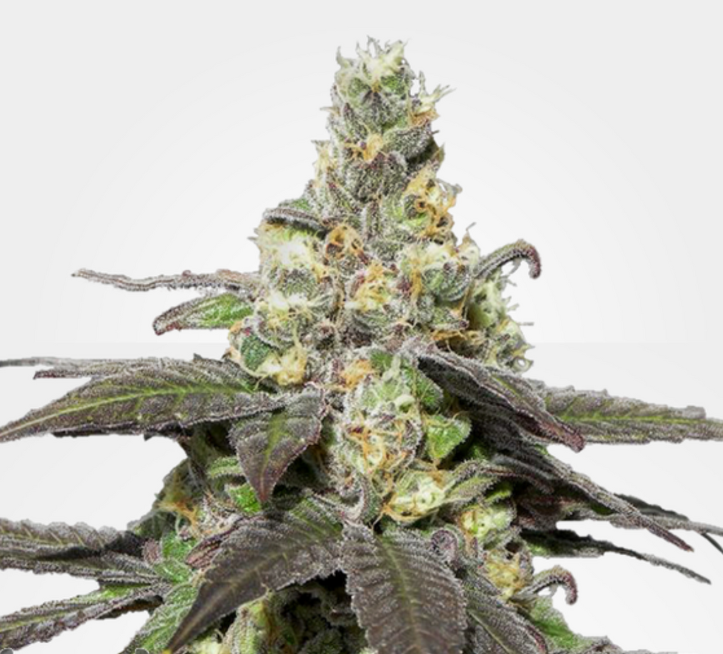 Purple Wedding Cake THCa